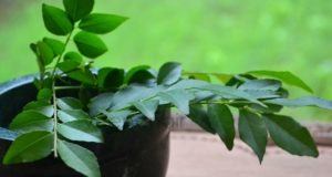 Curry Leaves for Acne Treatment